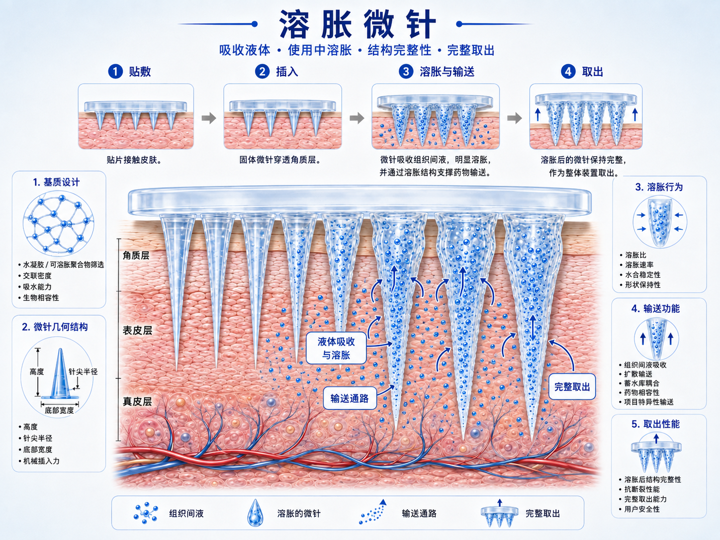 中文版溶胀微针吸收组织液、形成水化通道并完整移除原理图