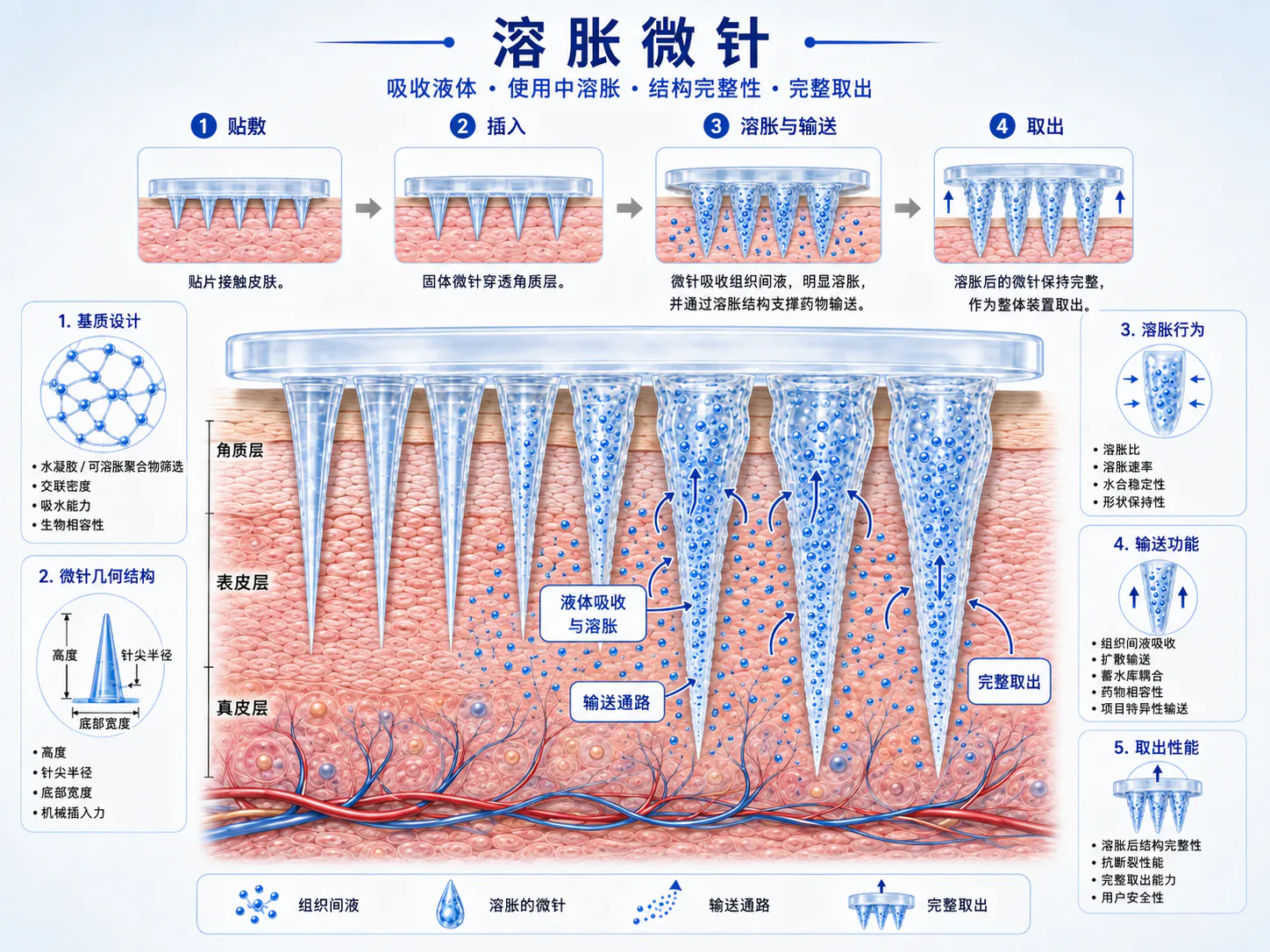 中文版溶胀微针吸收组织液、形成水化通道并完整移除原理图